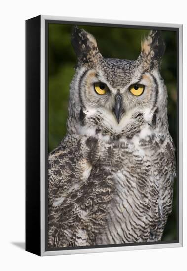 Montana Great Horned Owl Adult-null-Framed Premier Image Canvas