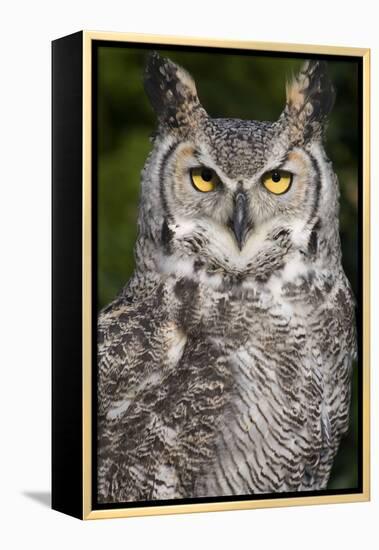 Montana Great Horned Owl Adult-null-Framed Premier Image Canvas