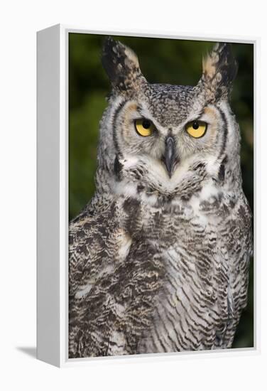 Montana Great Horned Owl Adult-null-Framed Premier Image Canvas