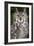 Montana Great Horned Owl Adult-null-Framed Photographic Print