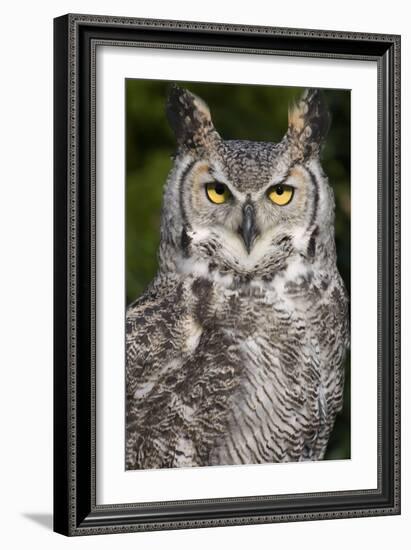 Montana Great Horned Owl Adult-null-Framed Photographic Print