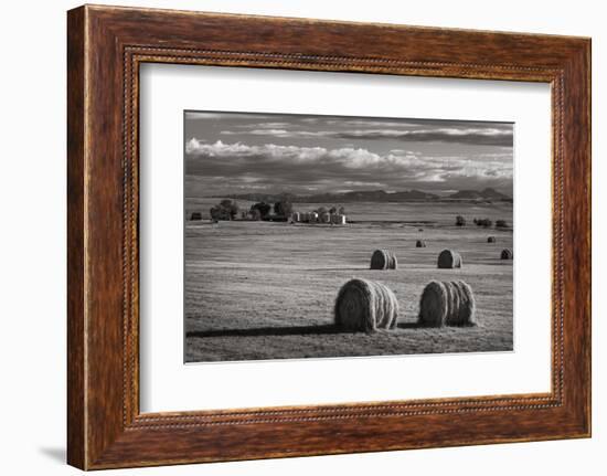 Montana Hay Bales-Alan Majchrowicz-Framed Photographic Print