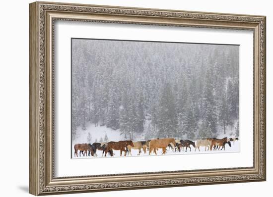 Montana Horses-Jason Savage-Framed Art Print