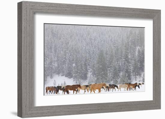 Montana Horses-Jason Savage-Framed Art Print