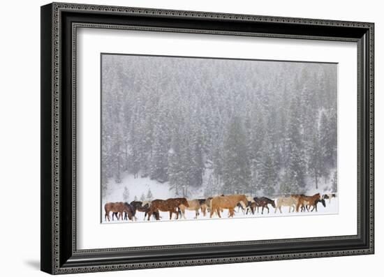 Montana Horses-Jason Savage-Framed Art Print