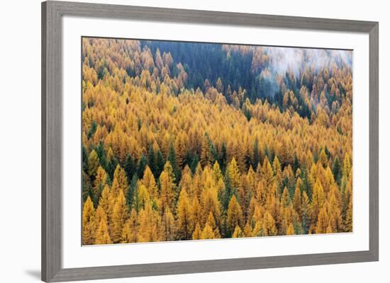 Montana, Lolo National Forest, golden larch trees in fog-Jamie & Judy Wild-Framed Premium Photographic Print