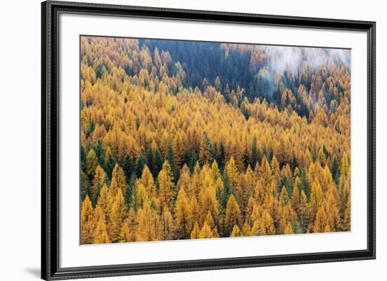 Montana, Lolo National Forest, golden larch trees in fog-Jamie & Judy Wild-Framed Premium Photographic Print