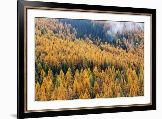 Montana, Lolo National Forest, golden larch trees in fog-Jamie & Judy Wild-Framed Premium Photographic Print