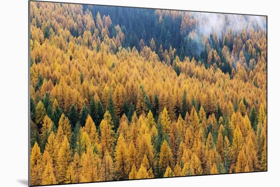 Montana, Lolo National Forest, golden larch trees in fog-Jamie & Judy Wild-Mounted Premium Photographic Print