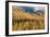 Montana, Lolo National Forest, golden larch trees in fog-Jamie & Judy Wild-Framed Premium Photographic Print