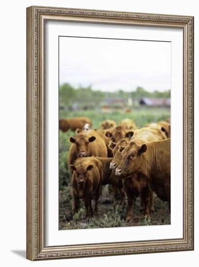 Montana Ranch with Cows-Jason Savage-Framed Art Print