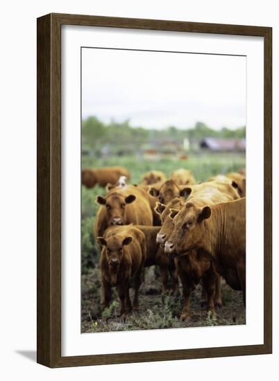 Montana Ranch with Cows-Jason Savage-Framed Art Print