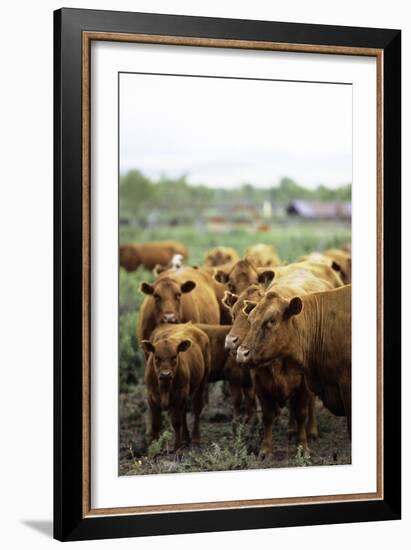 Montana Ranch with Cows-Jason Savage-Framed Art Print