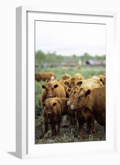 Montana Ranch with Cows-Jason Savage-Framed Art Print