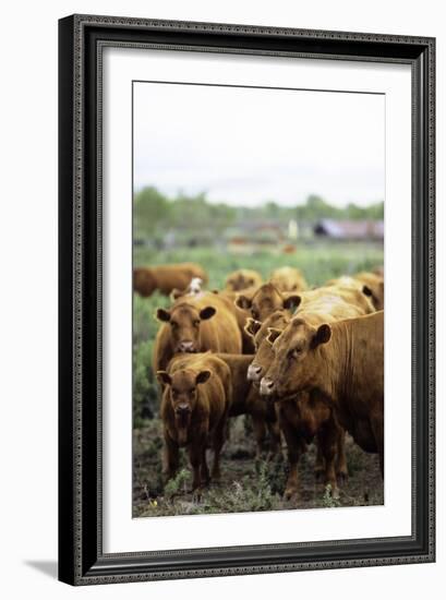 Montana Ranch with Cows-Jason Savage-Framed Art Print