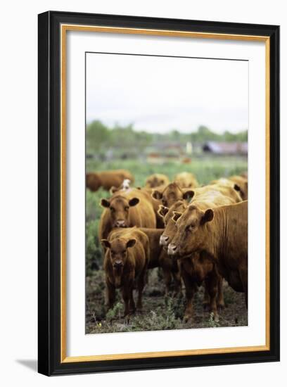 Montana Ranch with Cows-Jason Savage-Framed Art Print