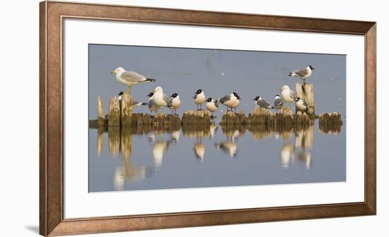 Montana, Red Rock Lakes, Franklyns Gulls and Ring Billed Gulls Roost-Elizabeth Boehm-Framed Photographic Print