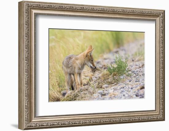 Montana, Red Rock Lakes National Wildlife Refuge, a Coyote Pup Holds a Clump of Grass in it's Mouth-Elizabeth Boehm-Framed Photographic Print