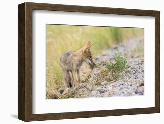 Montana, Red Rock Lakes National Wildlife Refuge, a Coyote Pup Holds a Clump of Grass in it's Mouth-Elizabeth Boehm-Framed Photographic Print