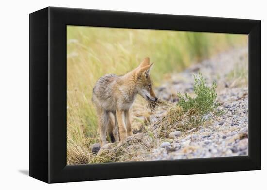 Montana, Red Rock Lakes National Wildlife Refuge, a Coyote Pup Holds a Clump of Grass in it's Mouth-Elizabeth Boehm-Framed Premier Image Canvas