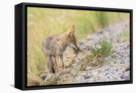 Montana, Red Rock Lakes National Wildlife Refuge, a Coyote Pup Holds a Clump of Grass in it's Mouth-Elizabeth Boehm-Framed Premier Image Canvas