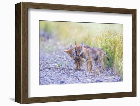 Montana, Red Rock Lakes National Wildlife Refuge, Two Coyote Pups Play with a Clump of Grass-Elizabeth Boehm-Framed Photographic Print