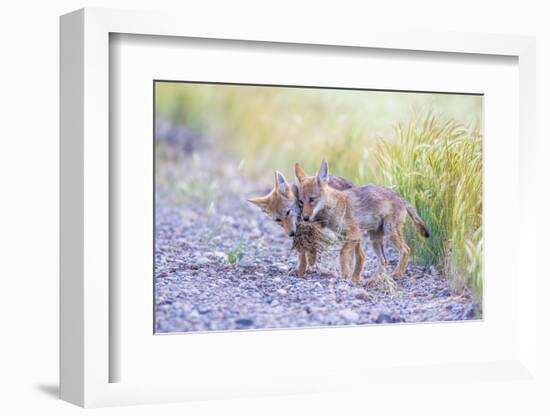 Montana, Red Rock Lakes National Wildlife Refuge, Two Coyote Pups Play with a Clump of Grass-Elizabeth Boehm-Framed Photographic Print