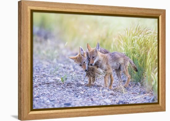 Montana, Red Rock Lakes National Wildlife Refuge, Two Coyote Pups Play with a Clump of Grass-Elizabeth Boehm-Framed Premier Image Canvas