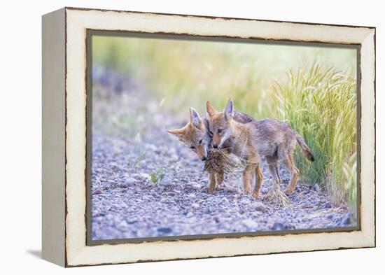 Montana, Red Rock Lakes National Wildlife Refuge, Two Coyote Pups Play with a Clump of Grass-Elizabeth Boehm-Framed Premier Image Canvas