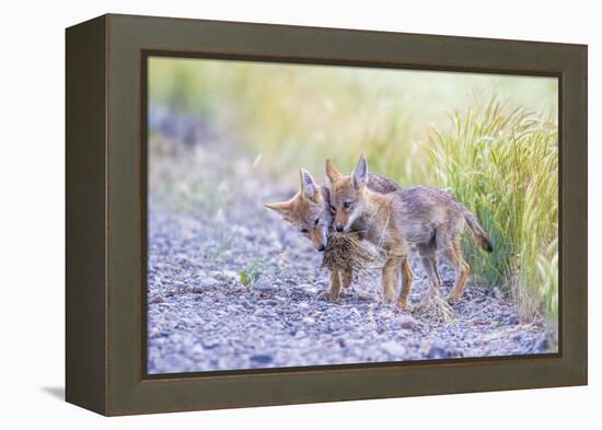 Montana, Red Rock Lakes National Wildlife Refuge, Two Coyote Pups Play with a Clump of Grass-Elizabeth Boehm-Framed Premier Image Canvas