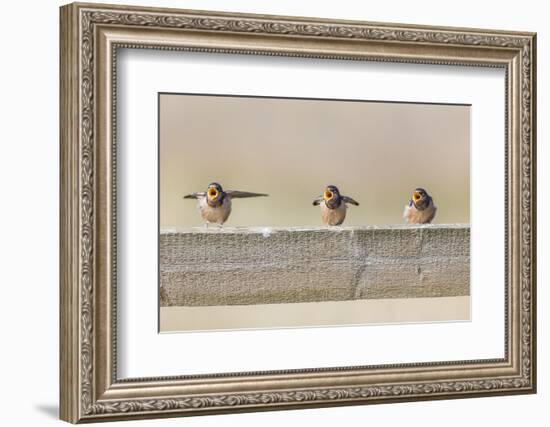 Montana, Red Rock Lakes NWR, Barn Swallow Fledglings Begging for Food-Elizabeth Boehm-Framed Photographic Print