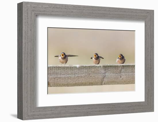 Montana, Red Rock Lakes NWR, Barn Swallow Fledglings Begging for Food-Elizabeth Boehm-Framed Photographic Print