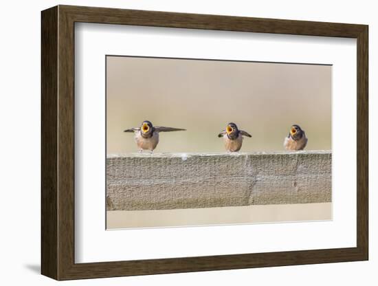 Montana, Red Rock Lakes NWR, Barn Swallow Fledglings Begging for Food-Elizabeth Boehm-Framed Photographic Print