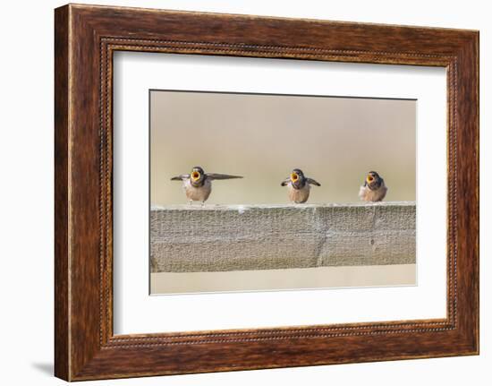 Montana, Red Rock Lakes NWR, Barn Swallow Fledglings Begging for Food-Elizabeth Boehm-Framed Photographic Print