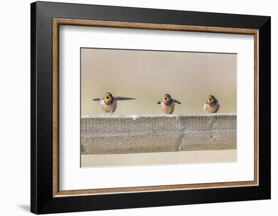 Montana, Red Rock Lakes NWR, Barn Swallow Fledglings Begging for Food-Elizabeth Boehm-Framed Photographic Print