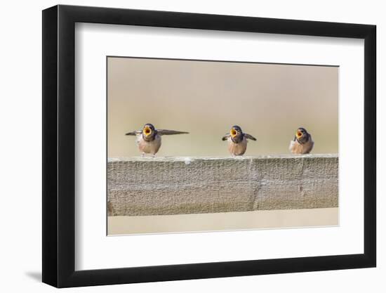 Montana, Red Rock Lakes NWR, Barn Swallow Fledglings Begging for Food-Elizabeth Boehm-Framed Photographic Print