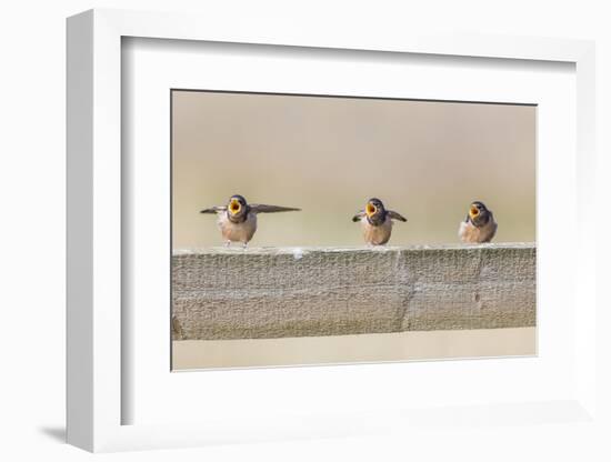 Montana, Red Rock Lakes NWR, Barn Swallow Fledglings Begging for Food-Elizabeth Boehm-Framed Photographic Print