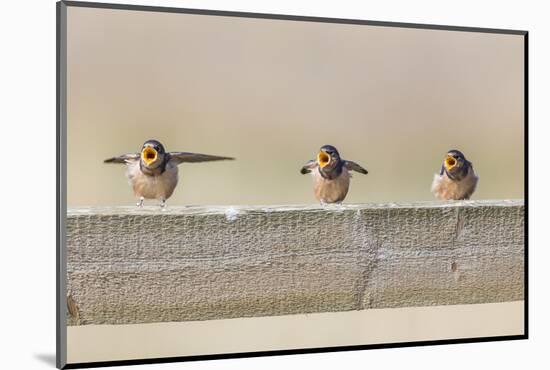 Montana, Red Rock Lakes NWR, Barn Swallow Fledglings Begging for Food-Elizabeth Boehm-Mounted Photographic Print