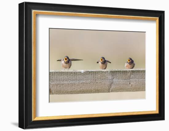 Montana, Red Rock Lakes NWR, Barn Swallow Fledglings Begging for Food-Elizabeth Boehm-Framed Photographic Print