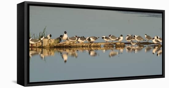 Montana, Red Rock Lakes Nwr, Franklyns Gulls and One Foresters Tern-Elizabeth Boehm-Framed Premier Image Canvas