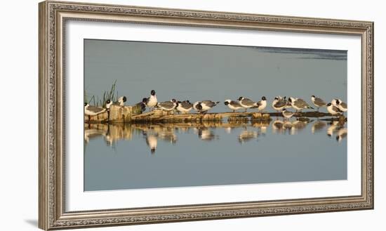 Montana, Red Rock Lakes Nwr, Franklyns Gulls and One Foresters Tern-Elizabeth Boehm-Framed Photographic Print