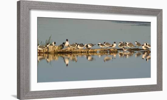 Montana, Red Rock Lakes Nwr, Franklyns Gulls and One Foresters Tern-Elizabeth Boehm-Framed Photographic Print