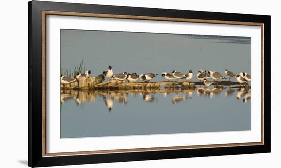 Montana, Red Rock Lakes Nwr, Franklyns Gulls and One Foresters Tern-Elizabeth Boehm-Framed Photographic Print