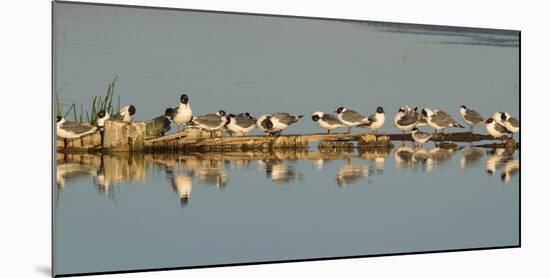 Montana, Red Rock Lakes Nwr, Franklyns Gulls and One Foresters Tern-Elizabeth Boehm-Mounted Photographic Print