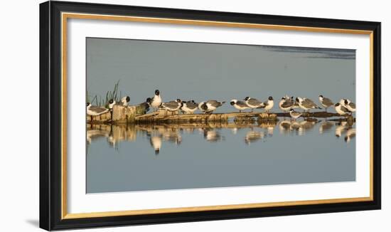 Montana, Red Rock Lakes Nwr, Franklyns Gulls and One Foresters Tern-Elizabeth Boehm-Framed Photographic Print