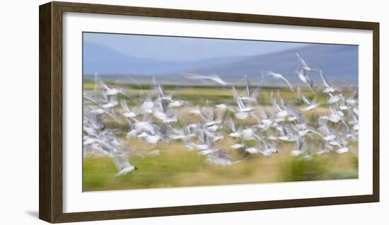 Montana, Red Rock Lakes Nwr, Franklyns Gulls Blurred in Flight-Elizabeth Boehm-Framed Photographic Print