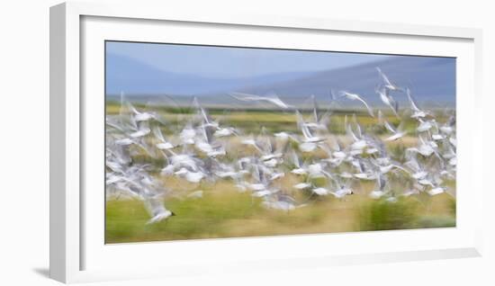 Montana, Red Rock Lakes Nwr, Franklyns Gulls Blurred in Flight-Elizabeth Boehm-Framed Photographic Print