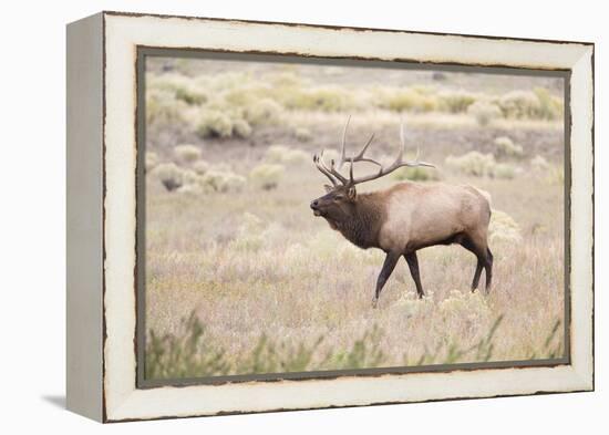 Montana, Yellowstone National Park, Bull Elk Bugling in Rabbitbrush Meadow-Elizabeth Boehm-Framed Premier Image Canvas