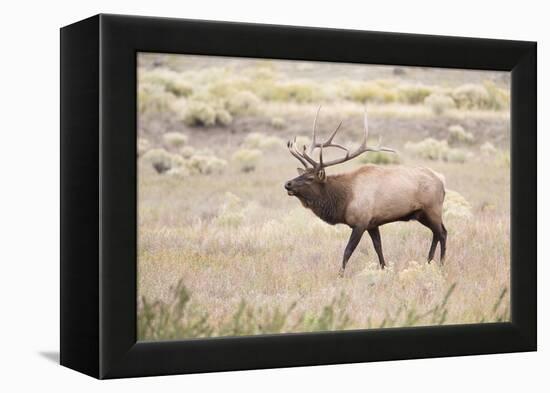 Montana, Yellowstone National Park, Bull Elk Bugling in Rabbitbrush Meadow-Elizabeth Boehm-Framed Premier Image Canvas