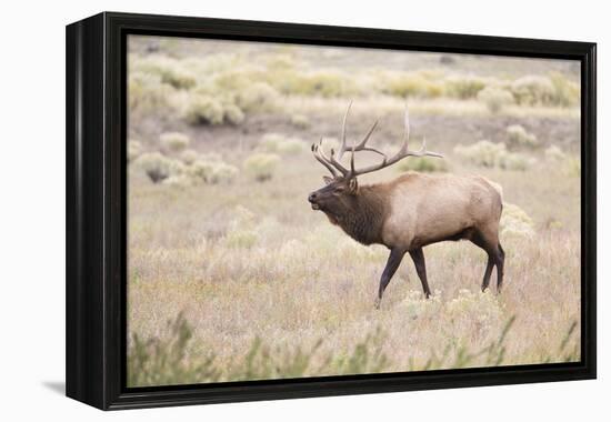 Montana, Yellowstone National Park, Bull Elk Bugling in Rabbitbrush Meadow-Elizabeth Boehm-Framed Premier Image Canvas